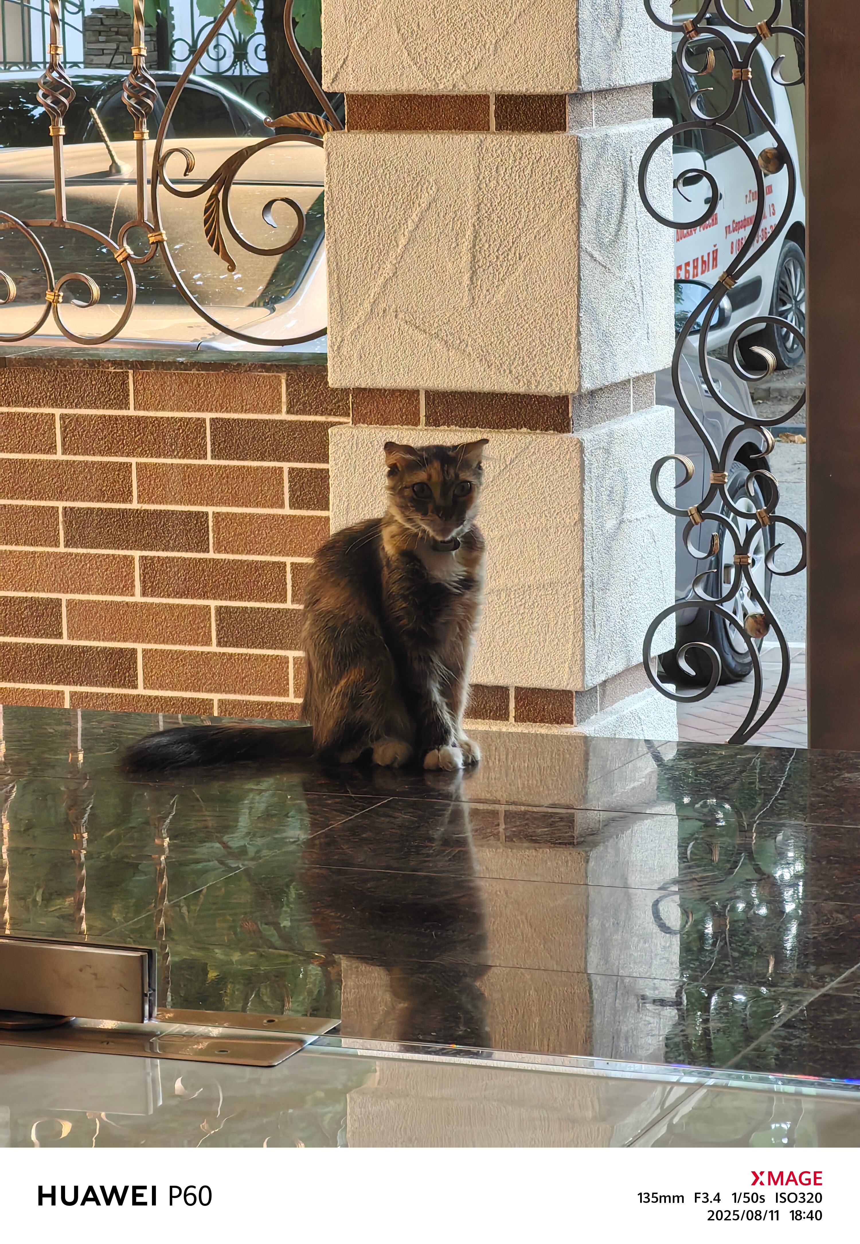 Фото Монарх