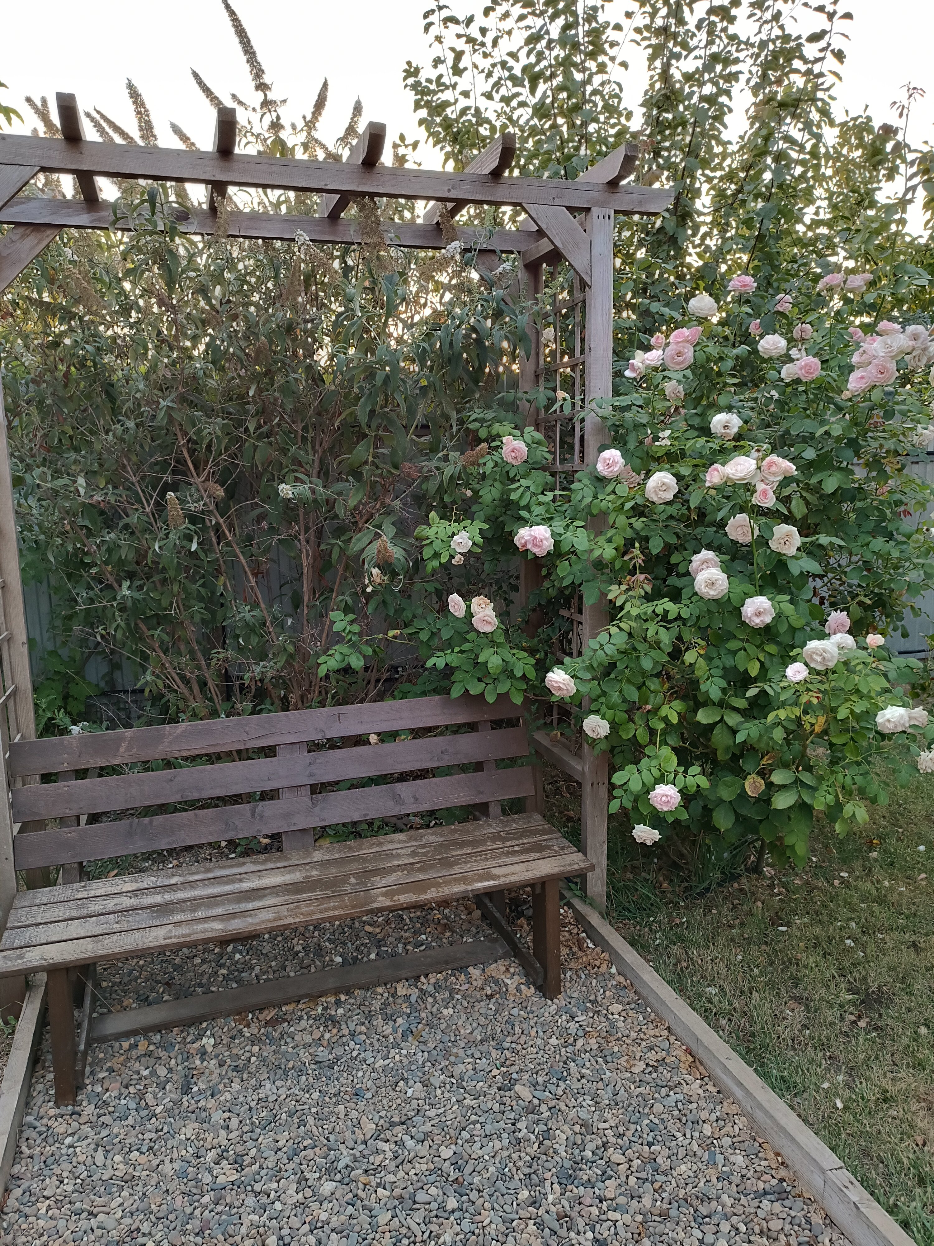 Фото Гранд Камелия