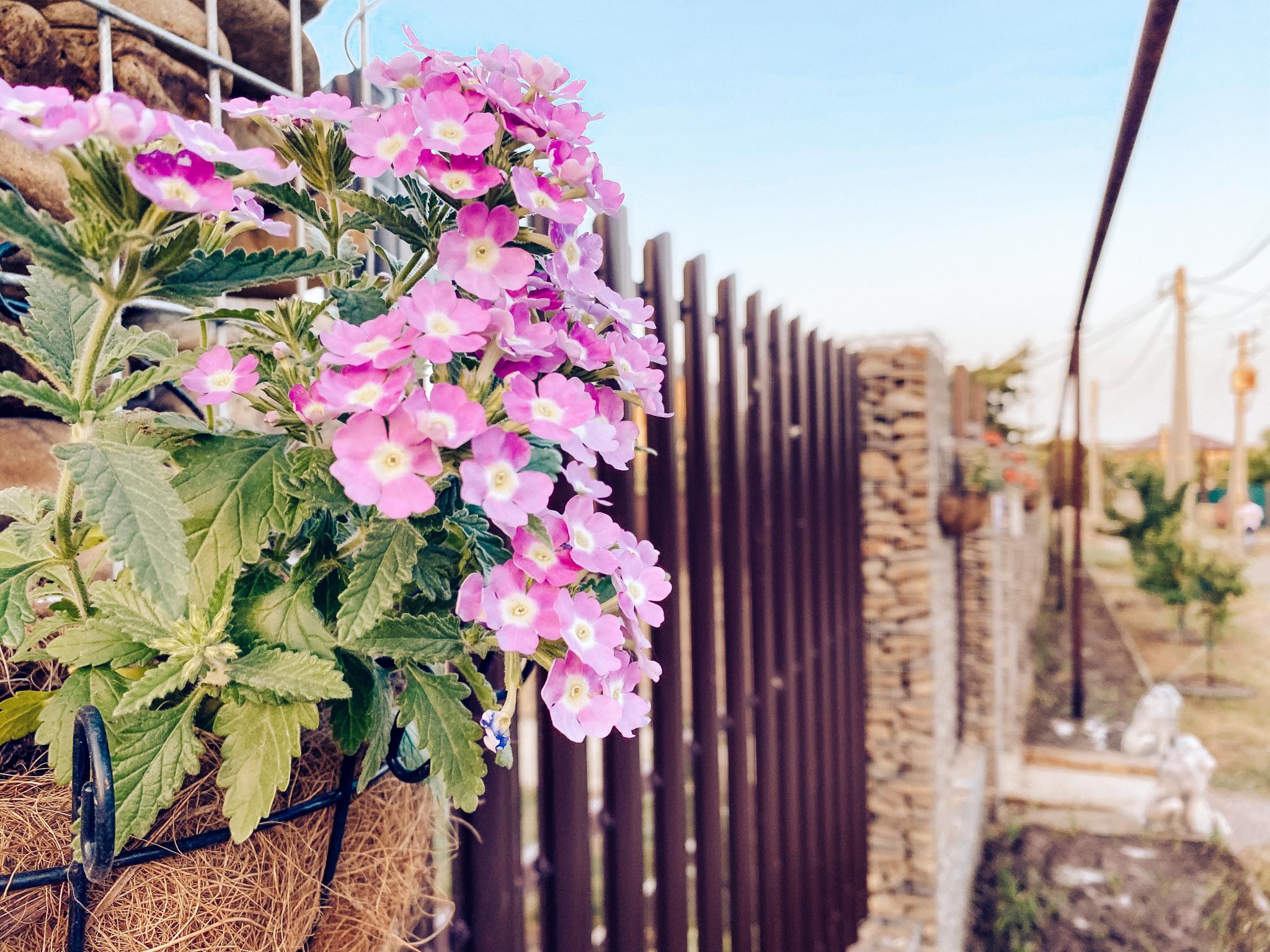 Фото Лемонад