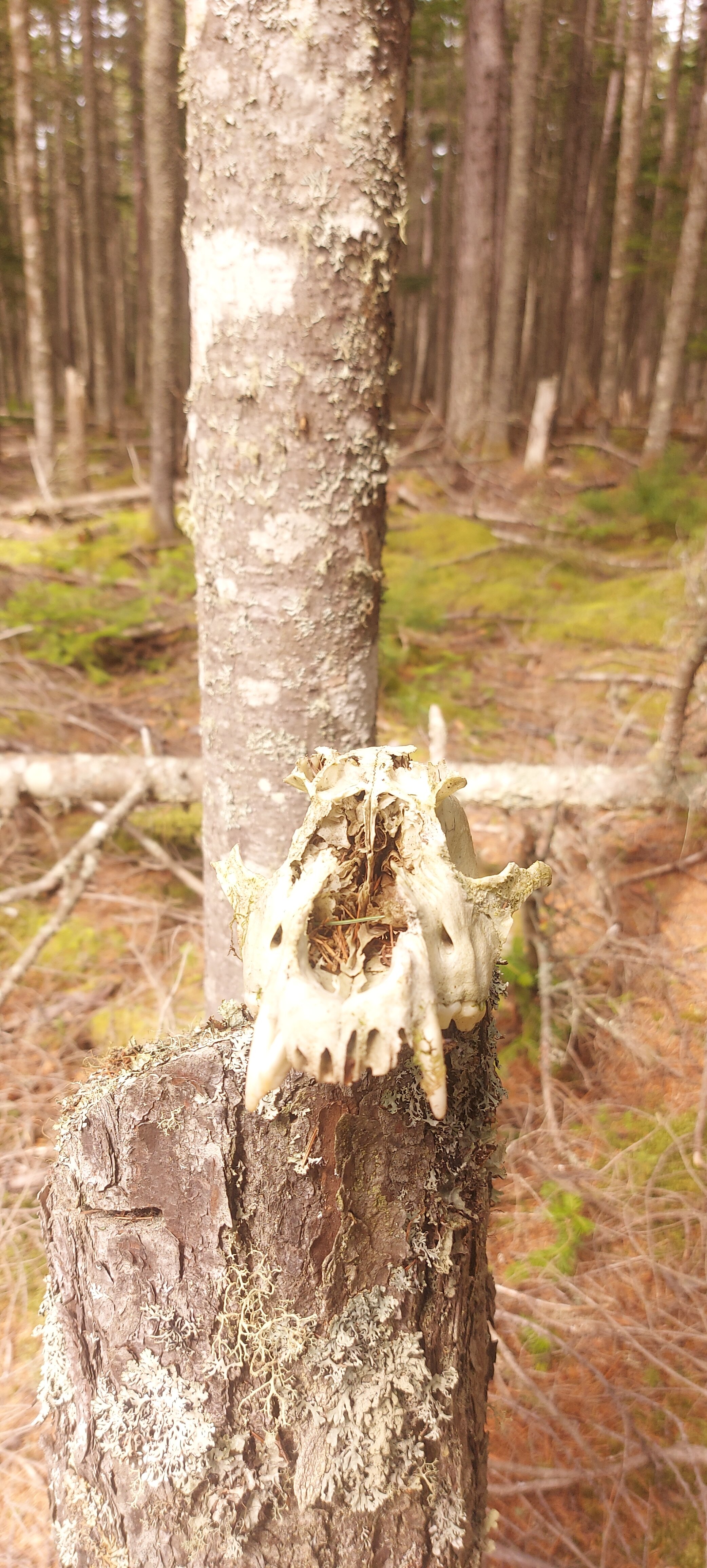 Фото Советская Гавань