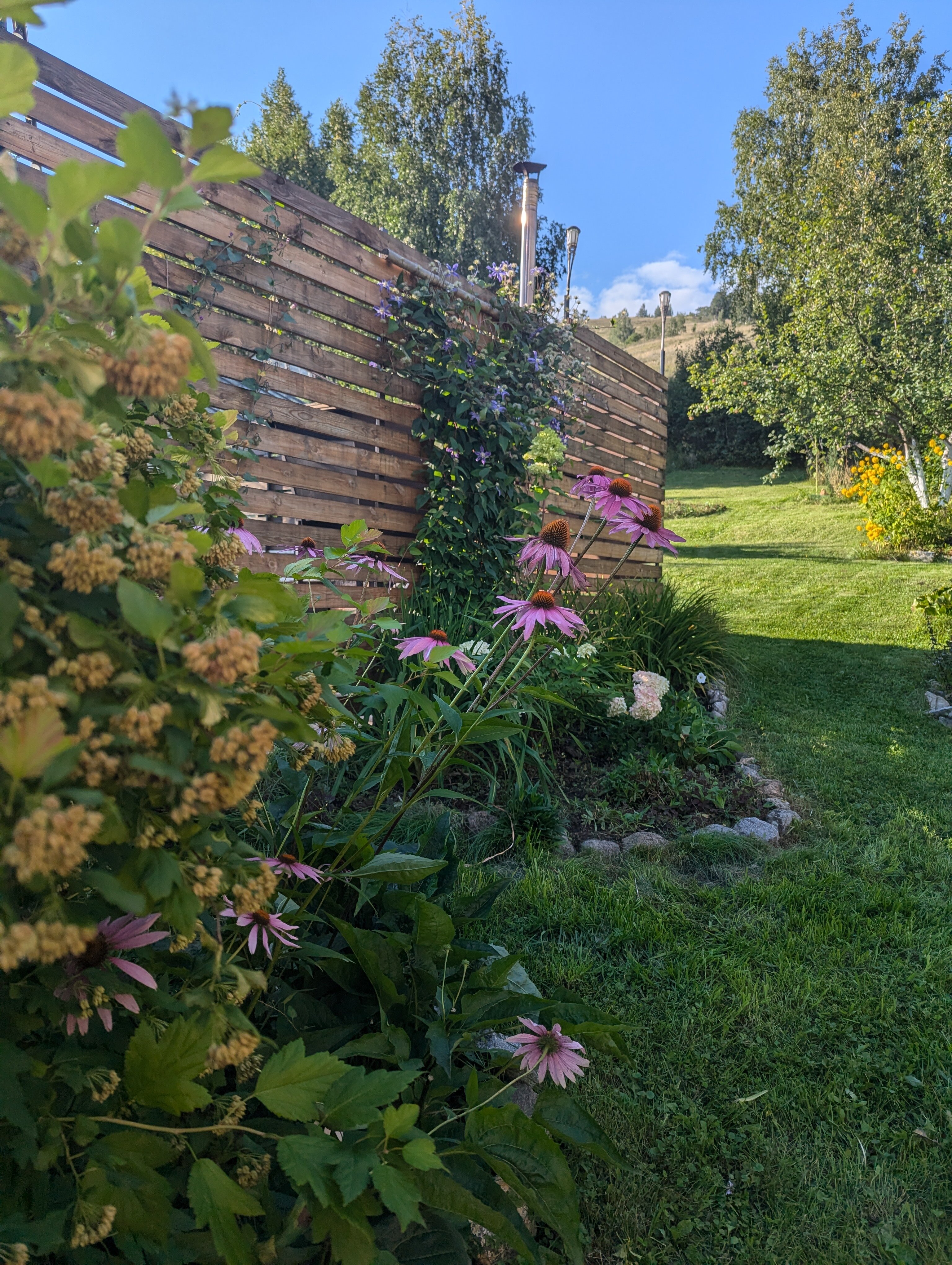 Фото Дикая Вишня