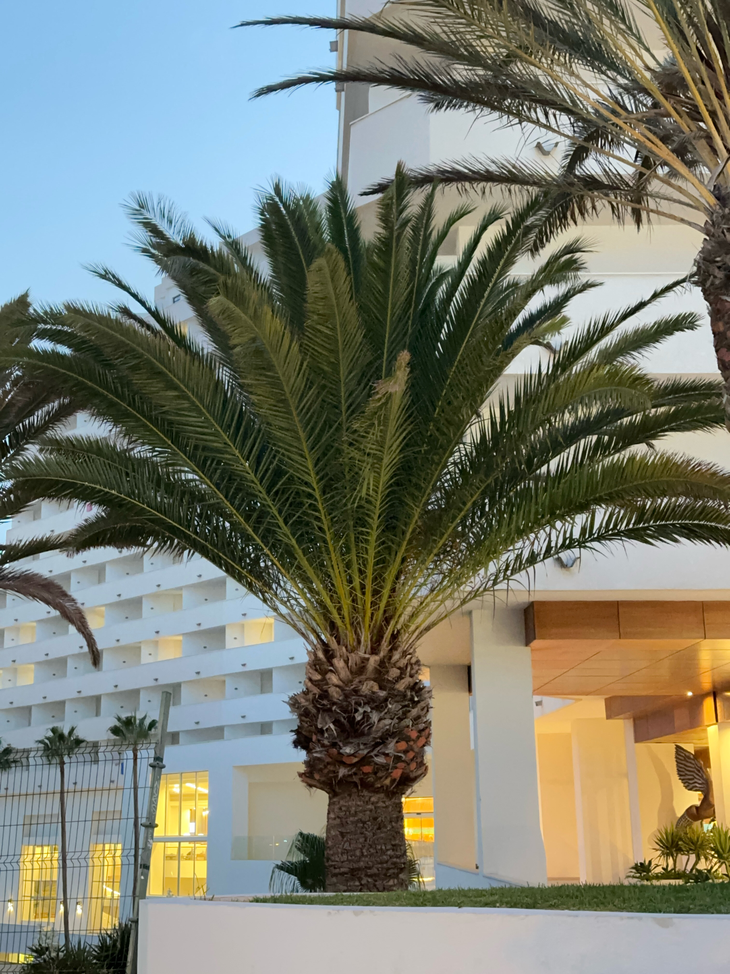 Фото Iberostar Las Dalias - All Inclusive