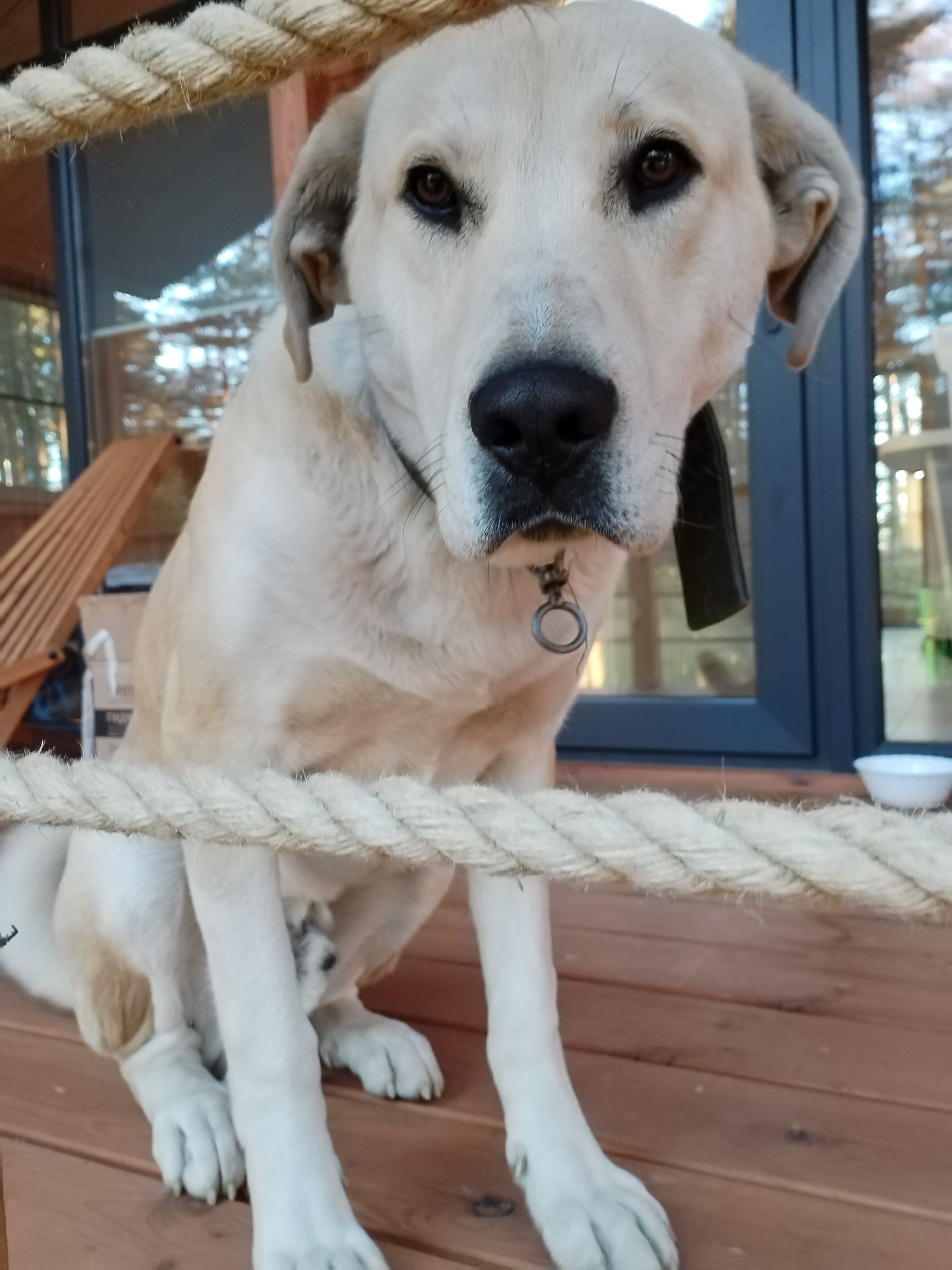 Фото Велино