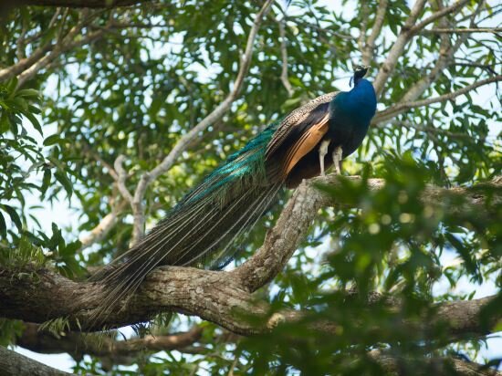 Фото The Farm at San Benito