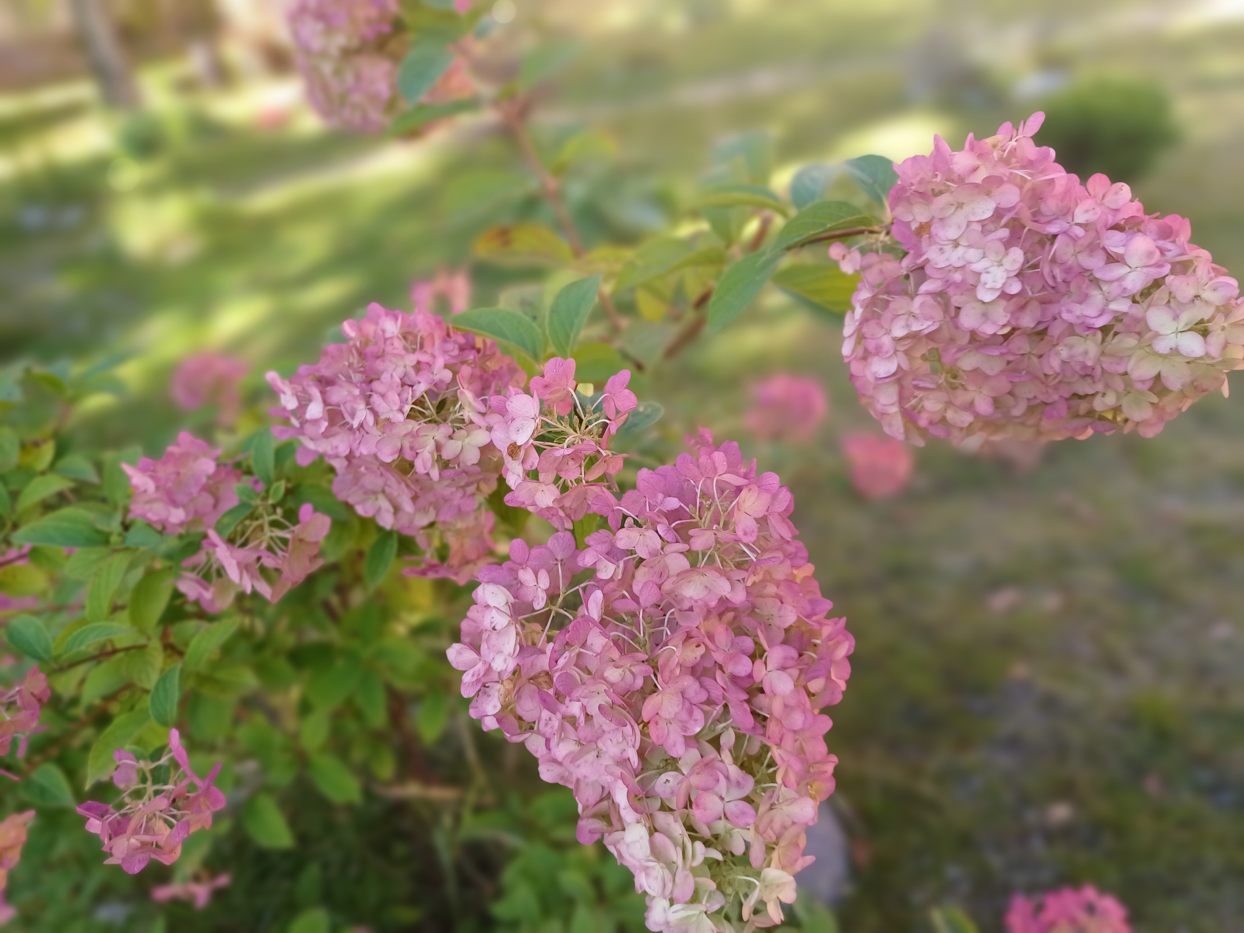 Фото Диадема Шереметьево