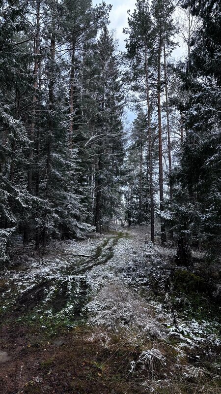 На опушке — фото 7