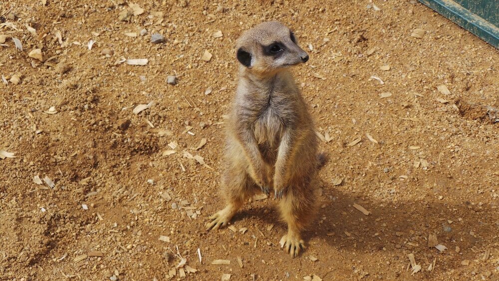 Фото Centre Algarve