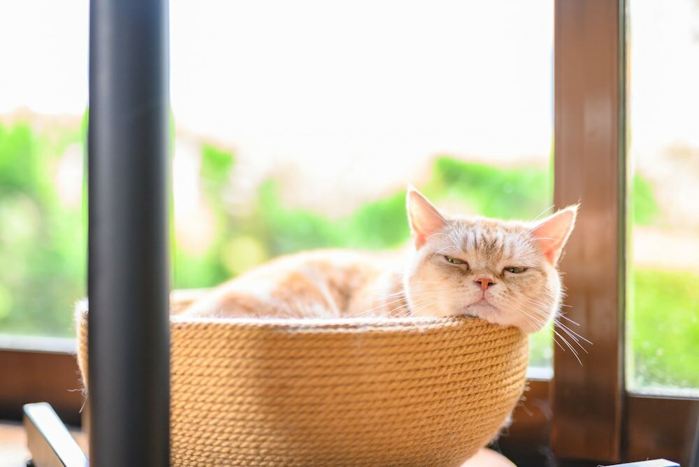 Фото Yufuin Waraneko no Yado