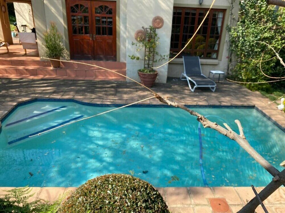 Фото Tuscan Rose