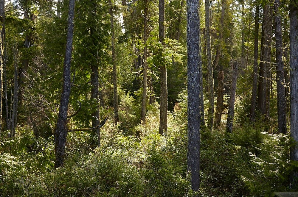 Фото Middle Beach Lodge