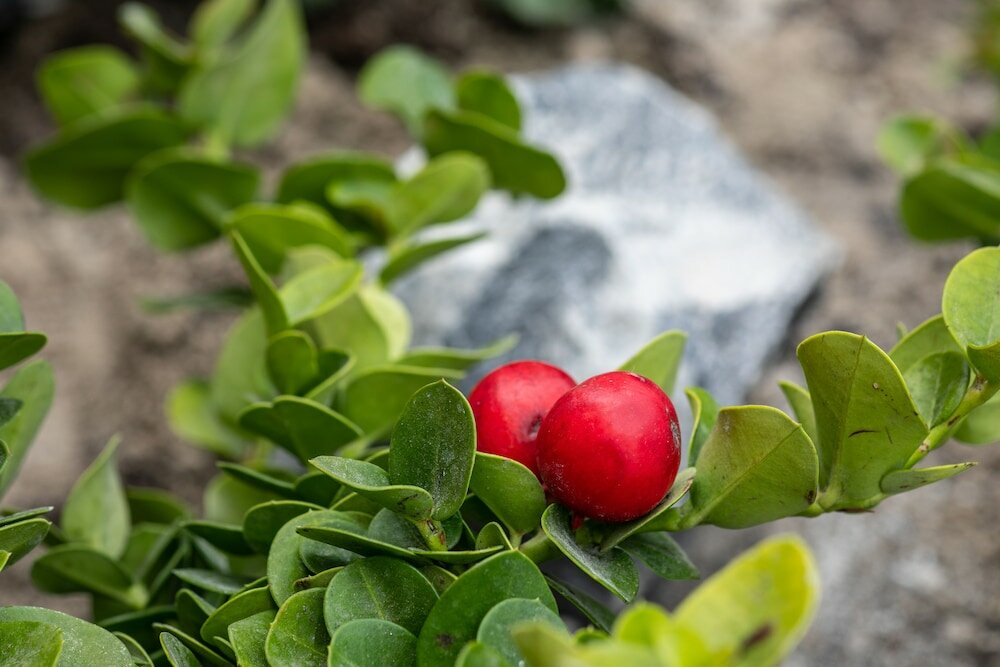 Фото Melidonia Suites