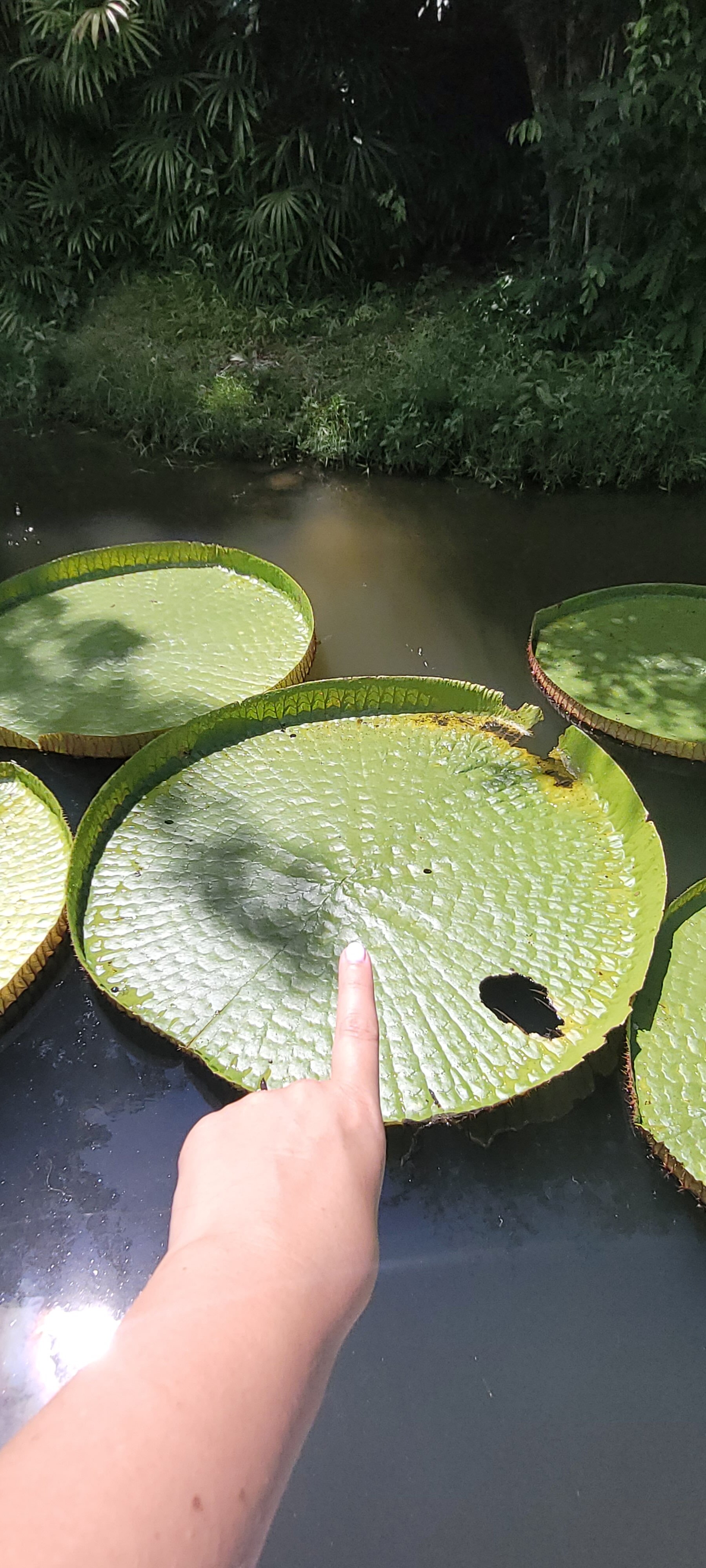 Фото Ma Doo Bua Phuket