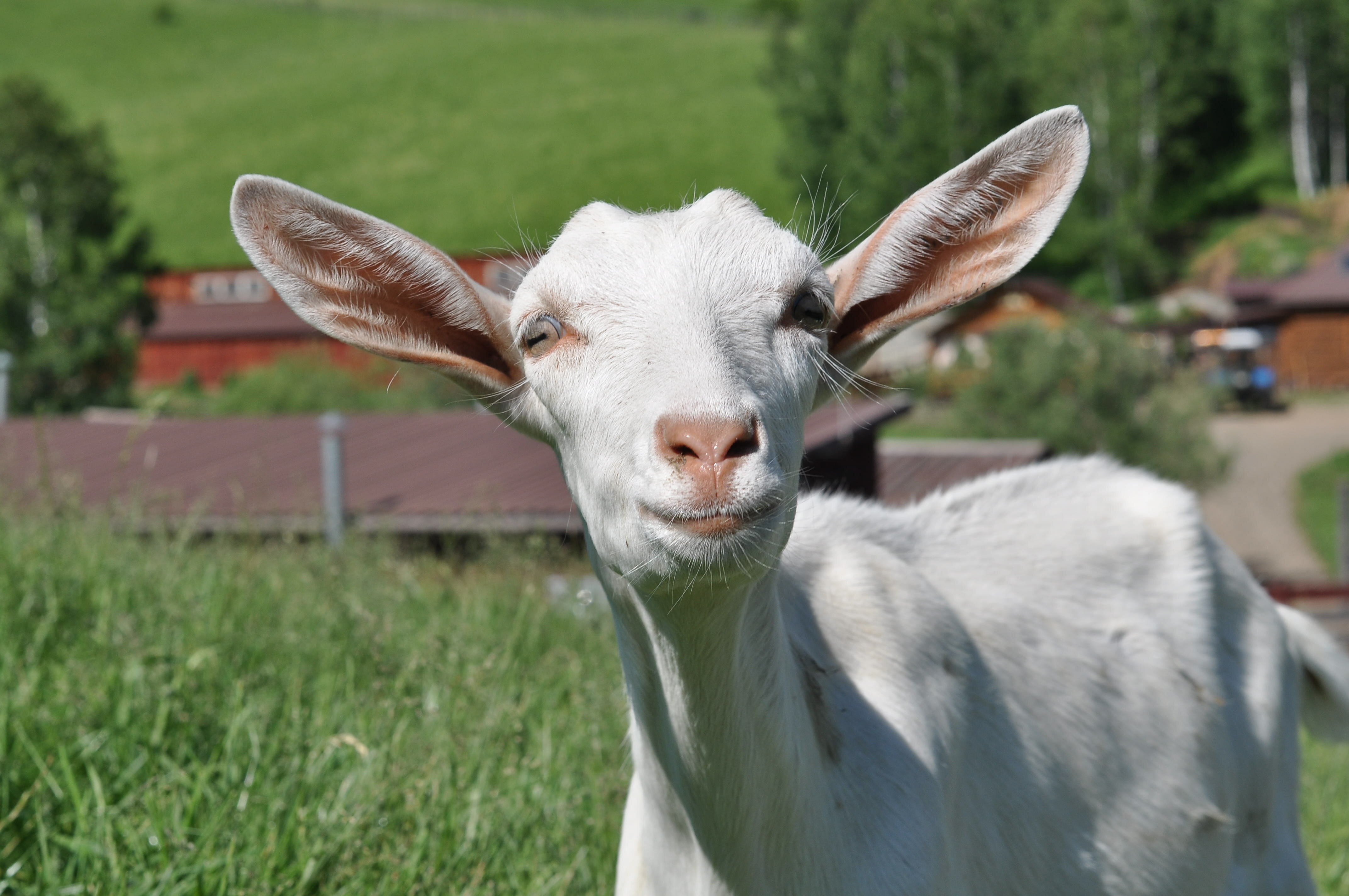 Фото Гостевой дом Басаргино