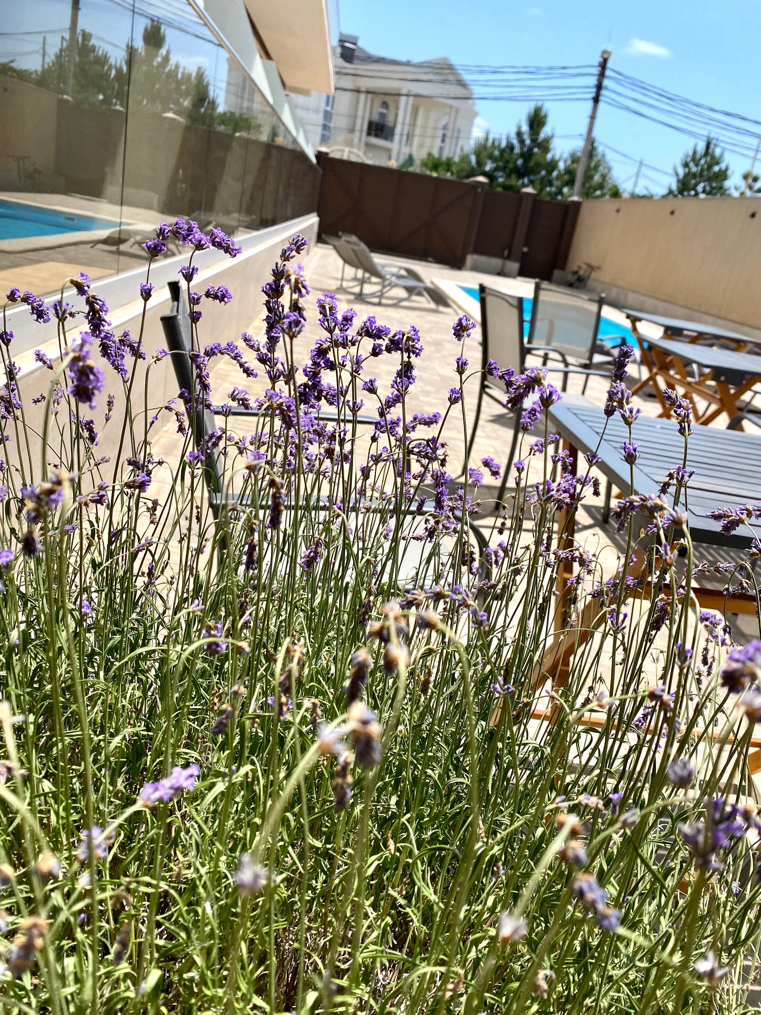 Фото Виколь