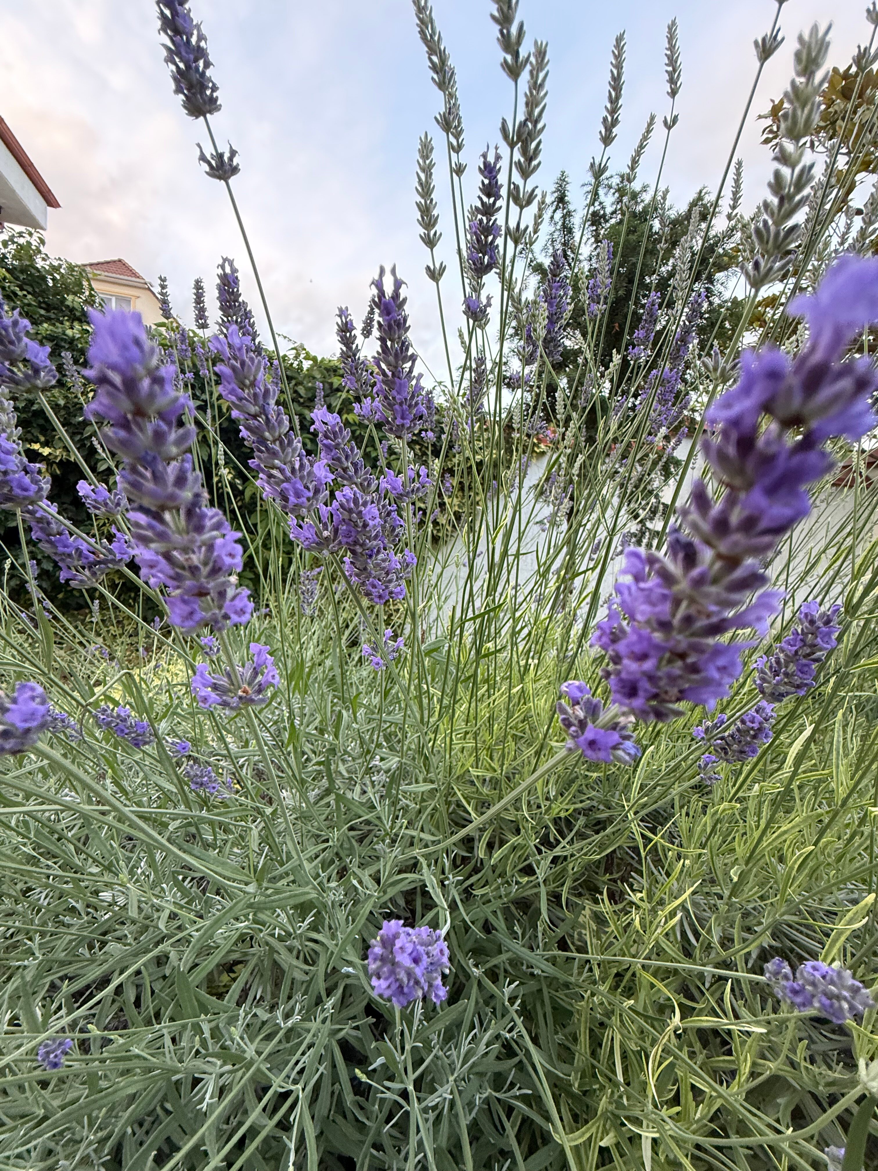 Фото Вилла Натали