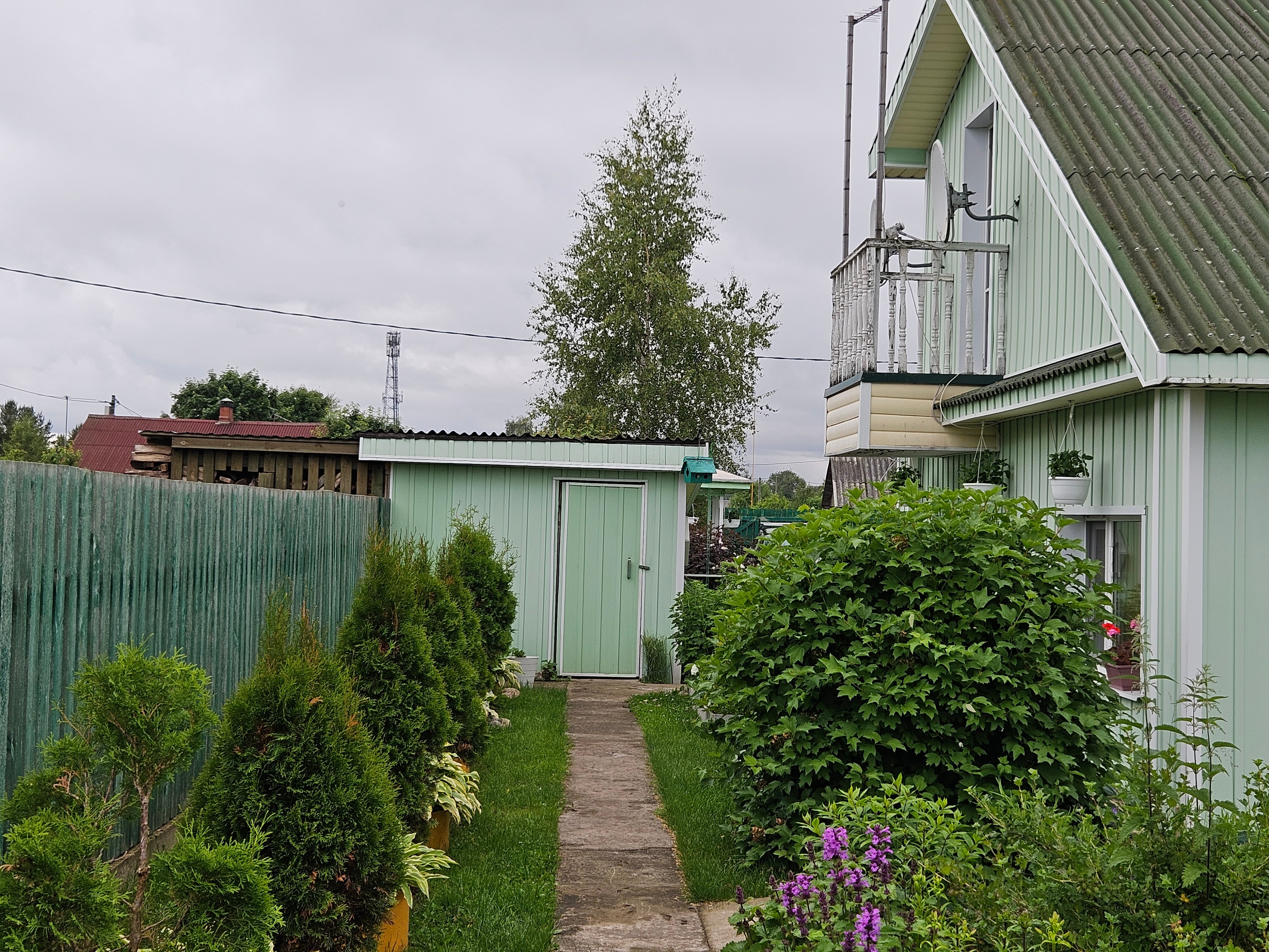 Фото Сенполия