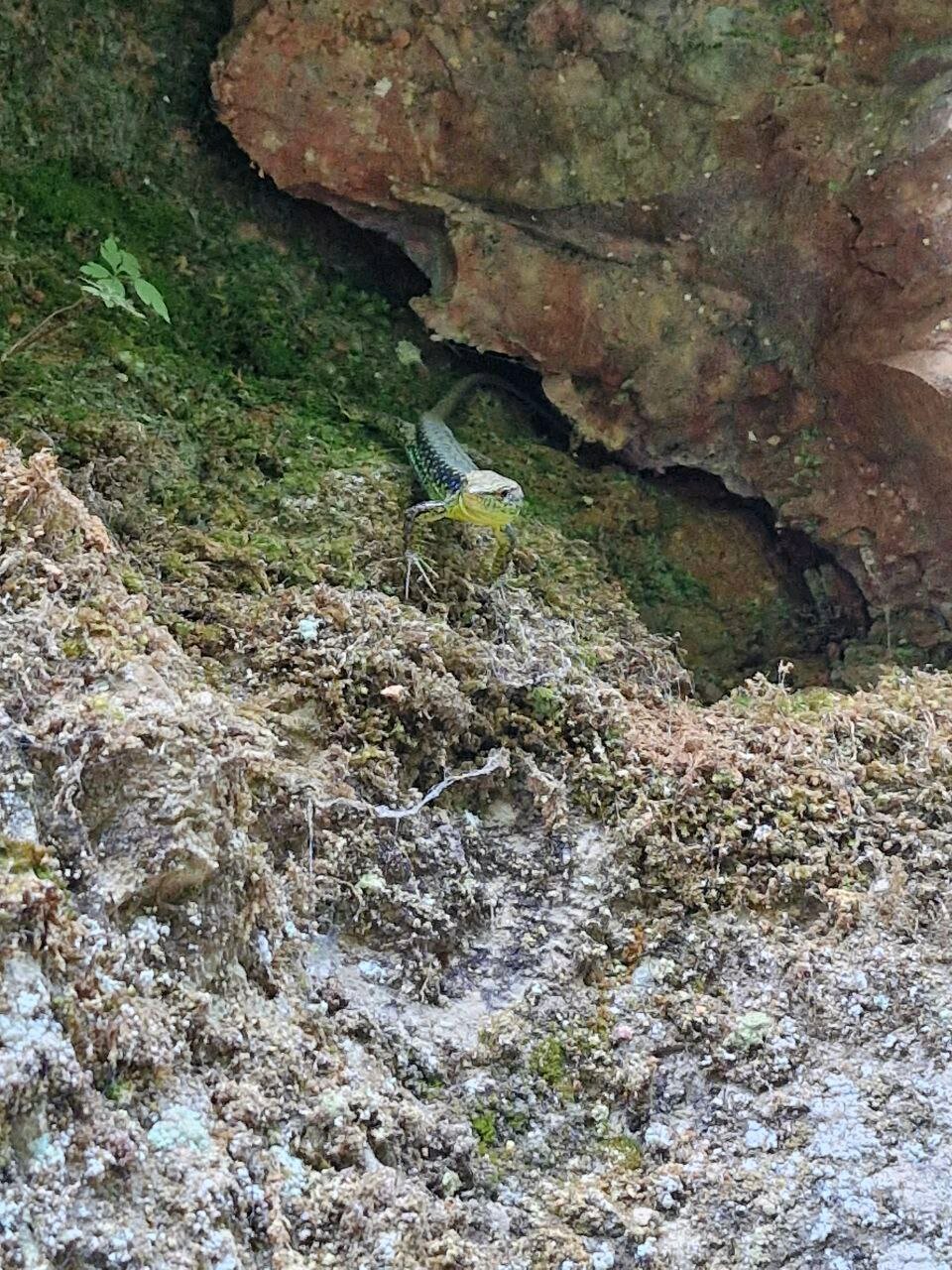 Фото Энергия Дерева