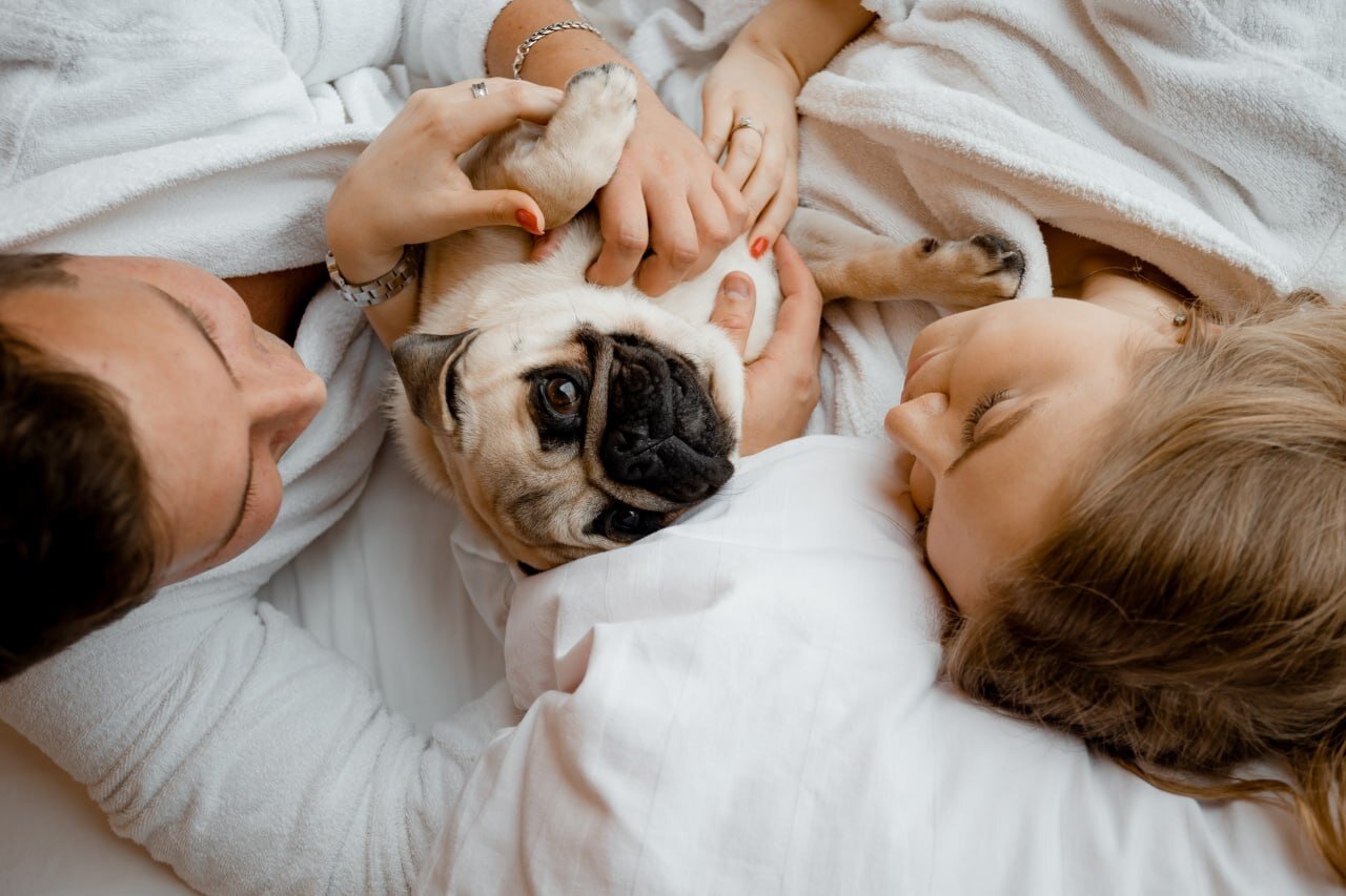 Фото Клевер