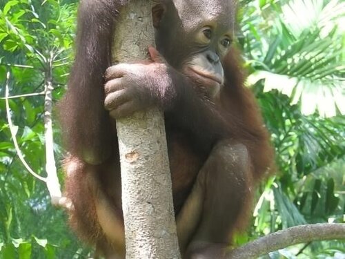 Внешний вид отеля Sepilok Jungle Resort в Районе Сандакане, фото 4