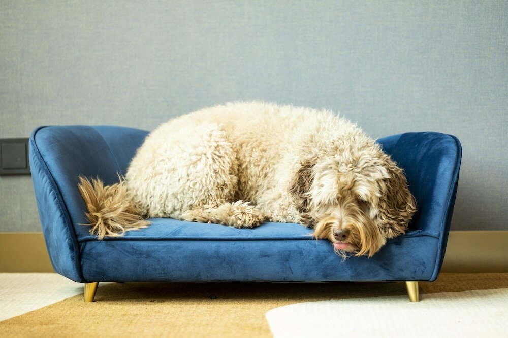 Фото The Den, ‘s-Hertogenbosch, a Tribute Portfolio Hotel