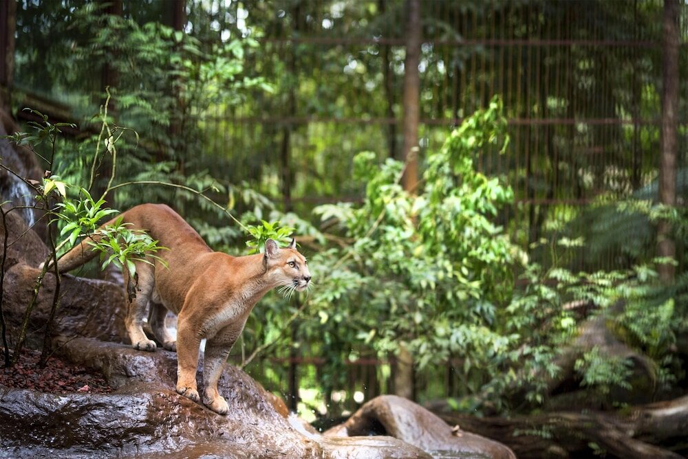 Фото Peace Lodge