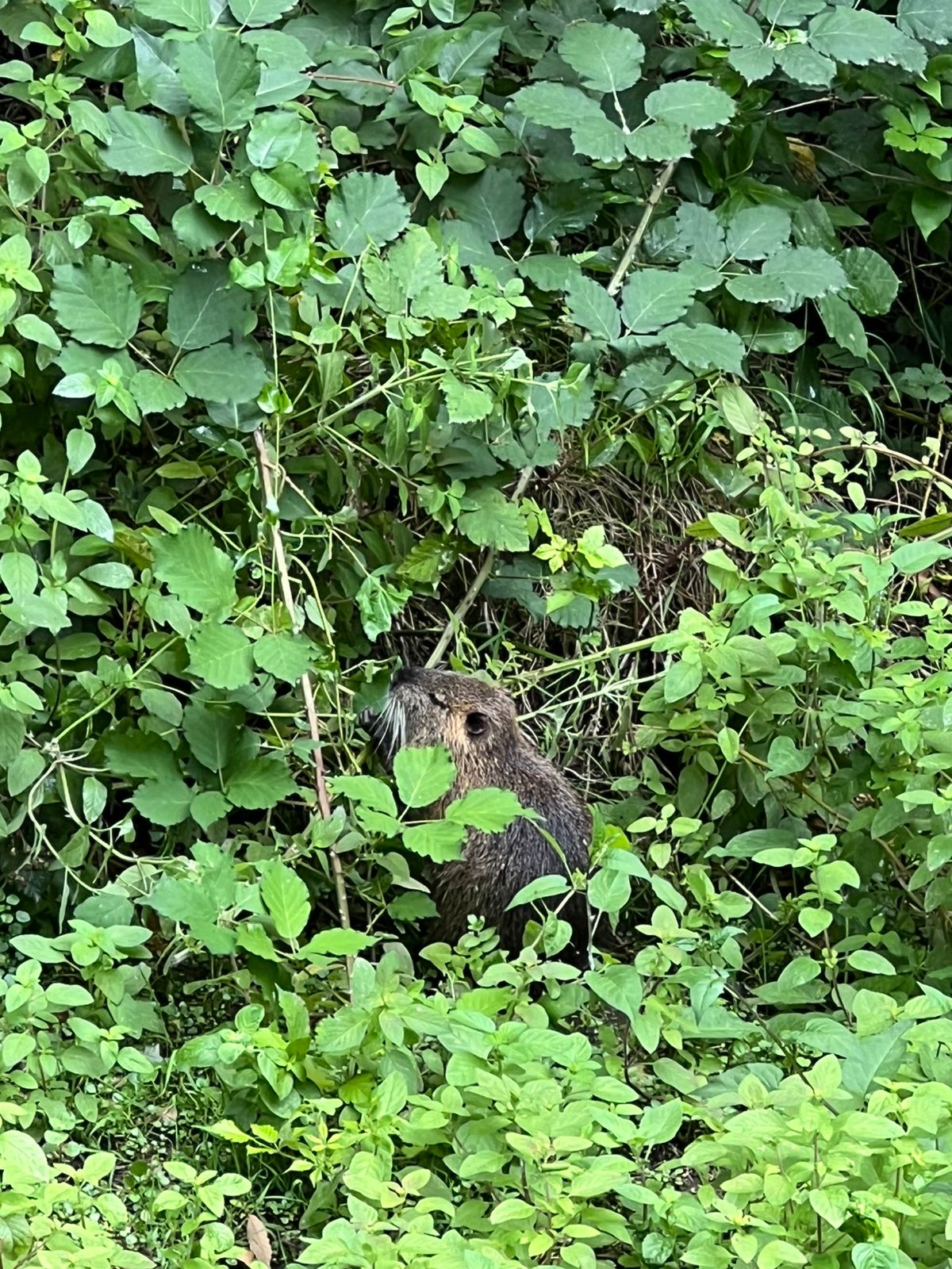 Фото Lankaran Springs Wellness Resort