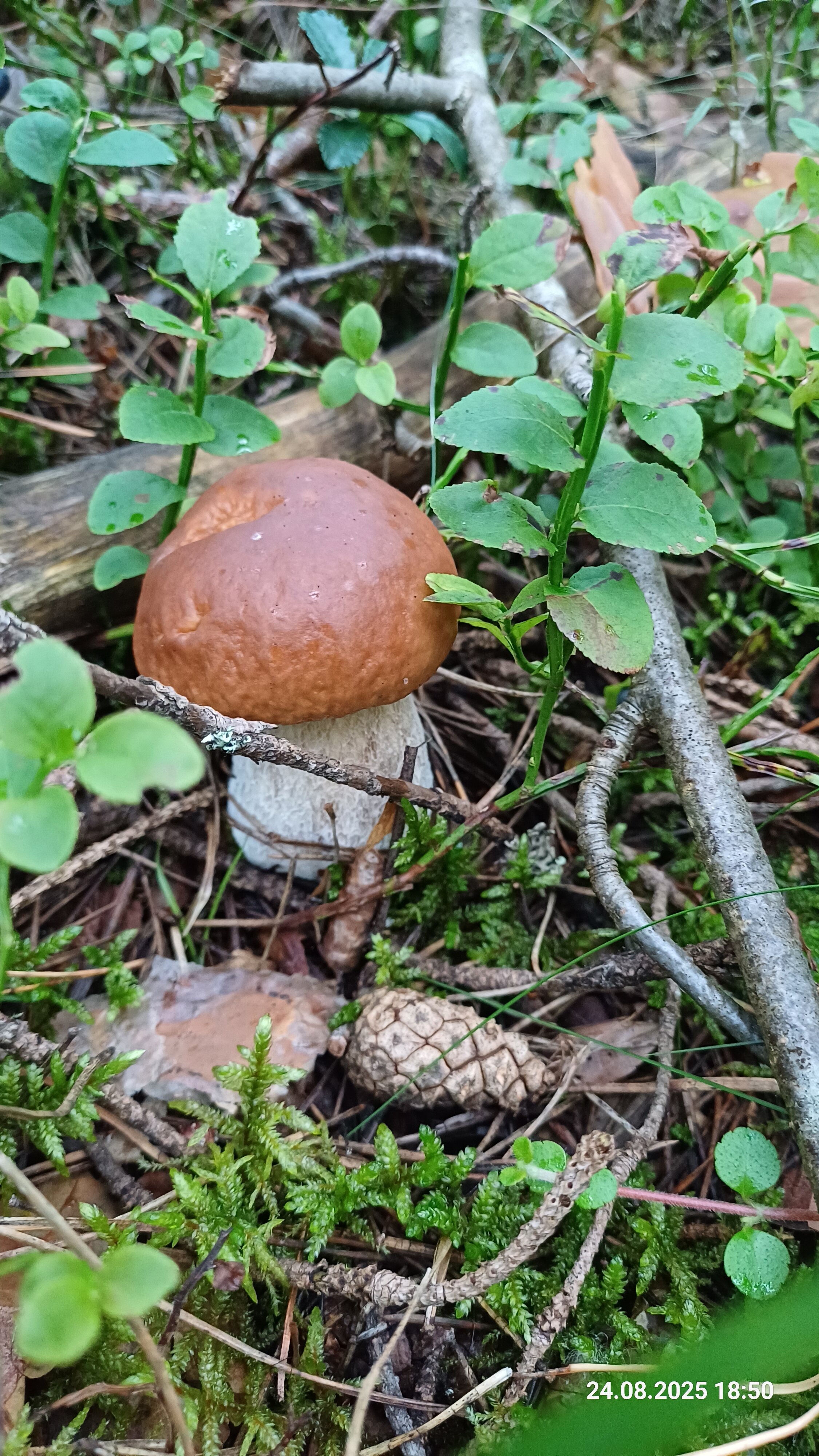 Фото Гуслица