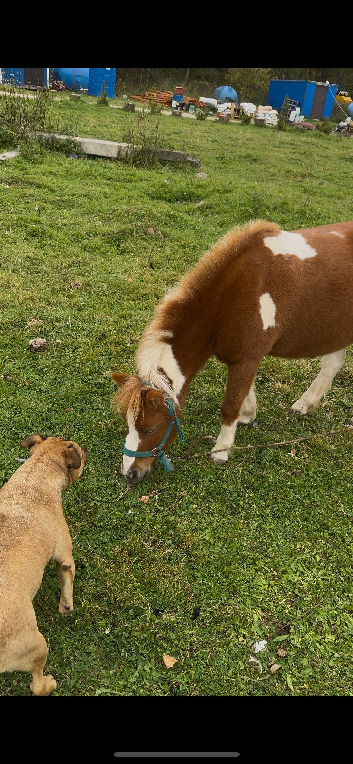 Фото Семейная экоферма