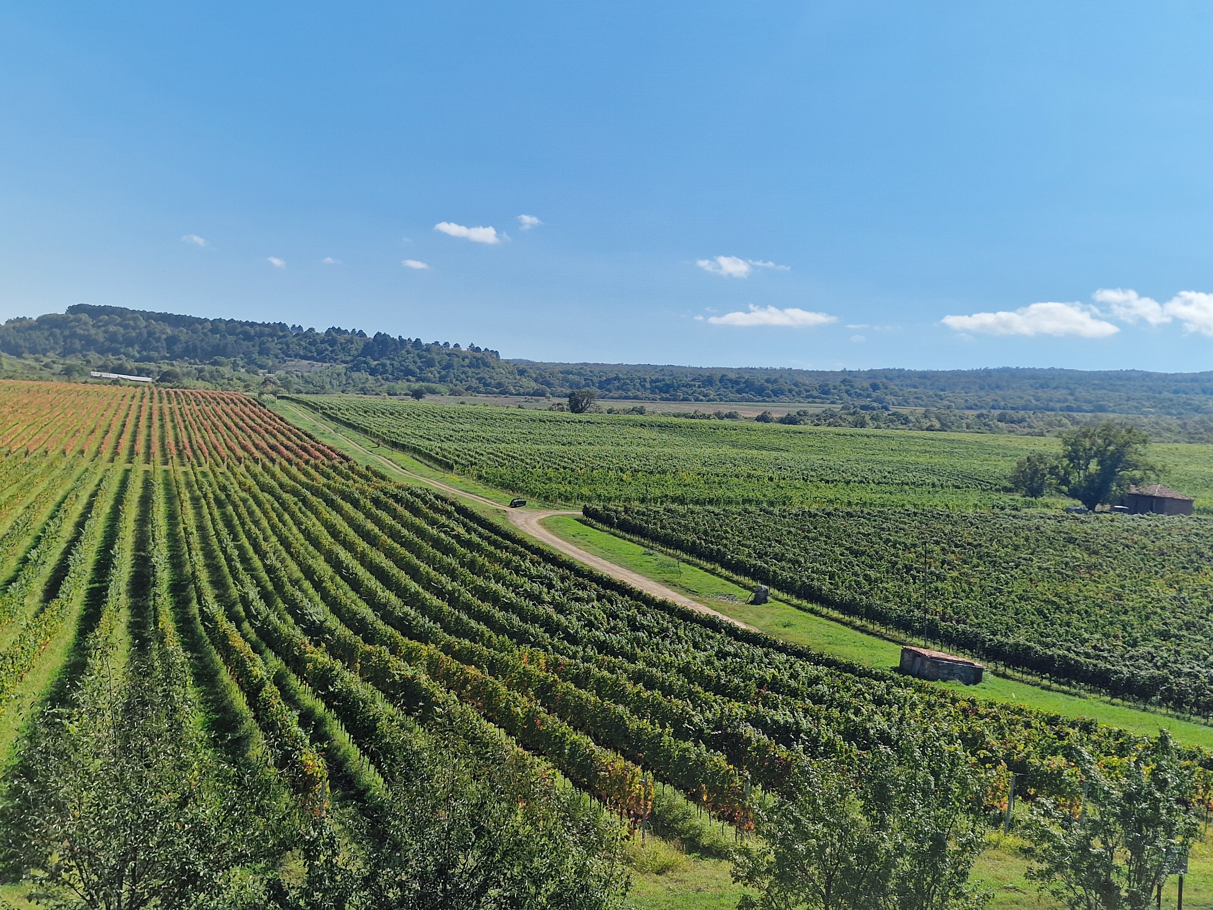 Фото Tsinandali Estate, A Radisson Collection Hotel