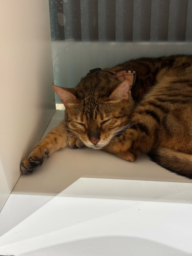 Cafe Meow Cafe, Abu Dhabi, photo