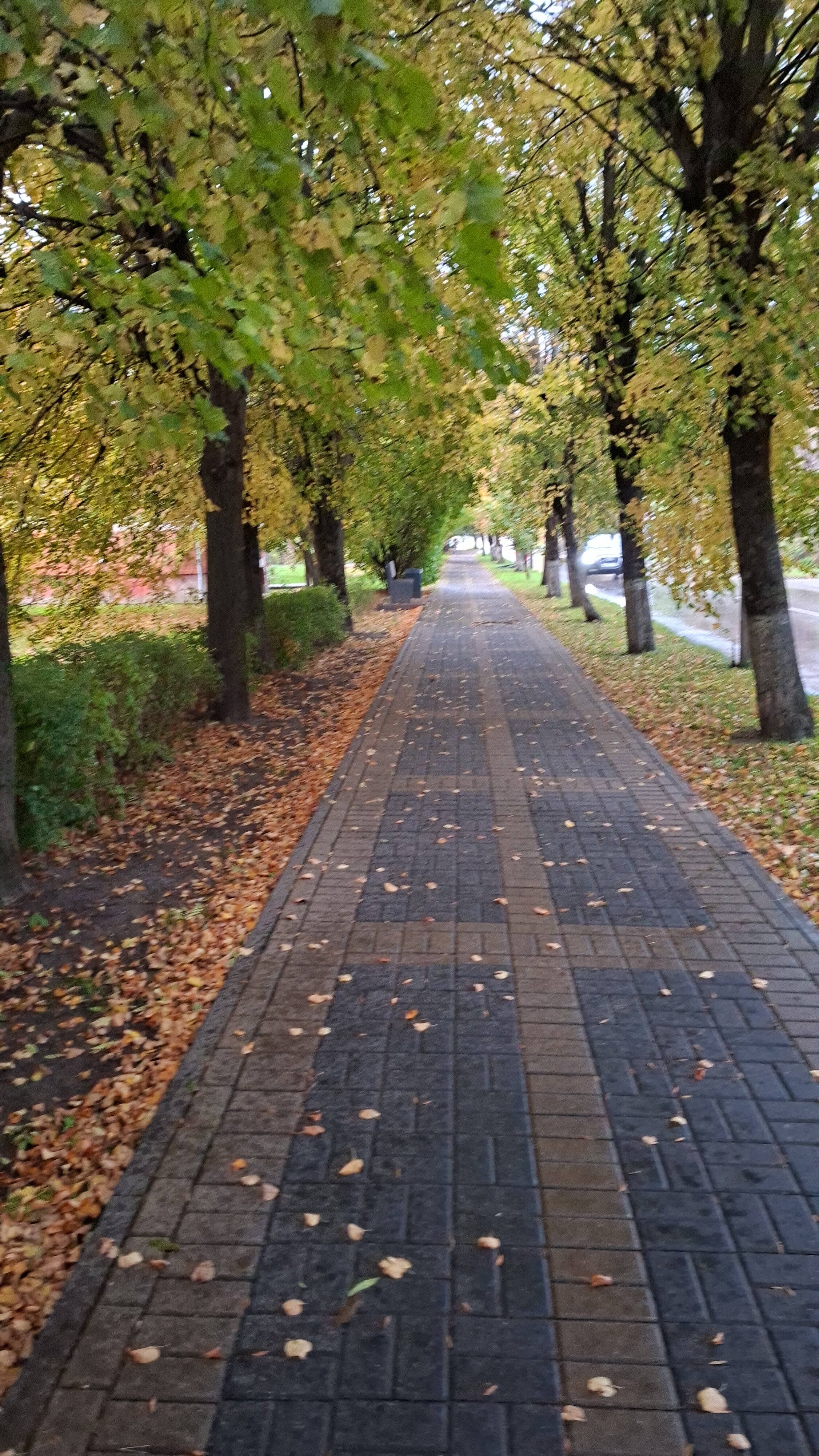 Фото Элиза Бонапарт