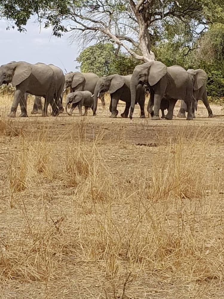 Фото Ngoma Zanga Lodge