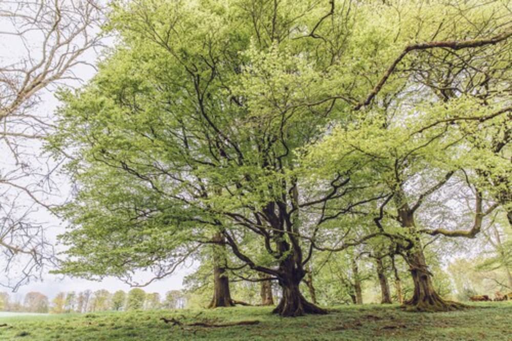 Фото Cornhill Castle Hotel