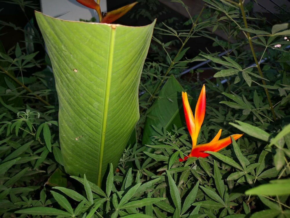 Фото The Golden Apple