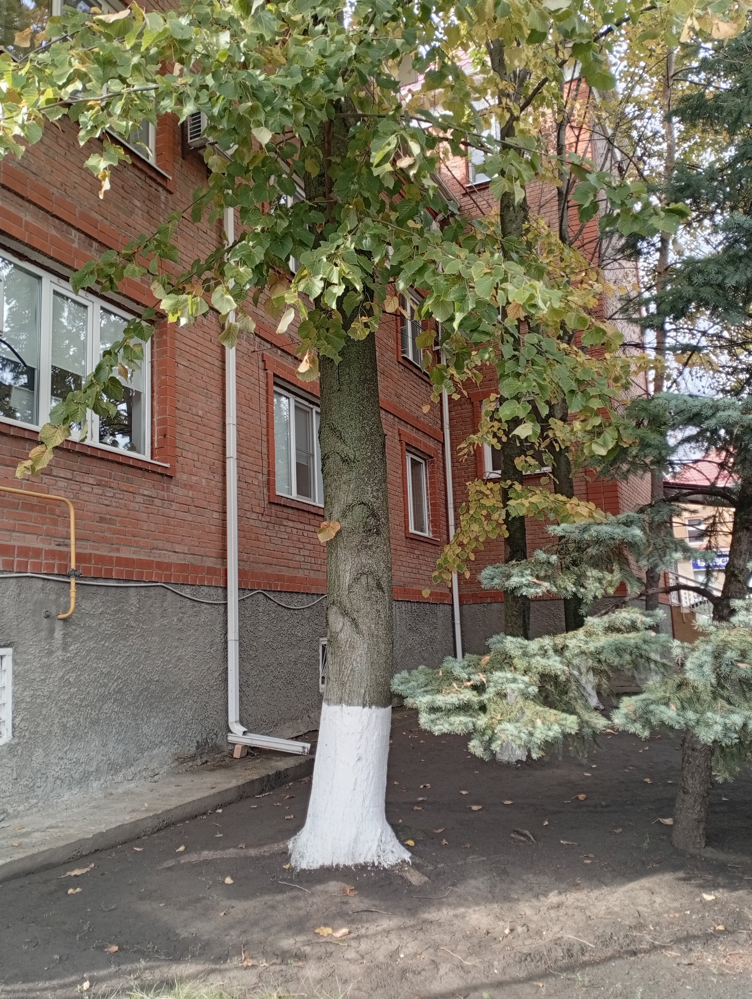 Фото Оптимист