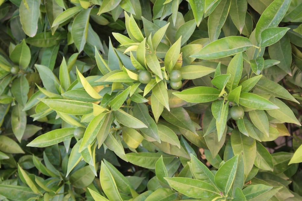 Фото L'Aranceto Guest House