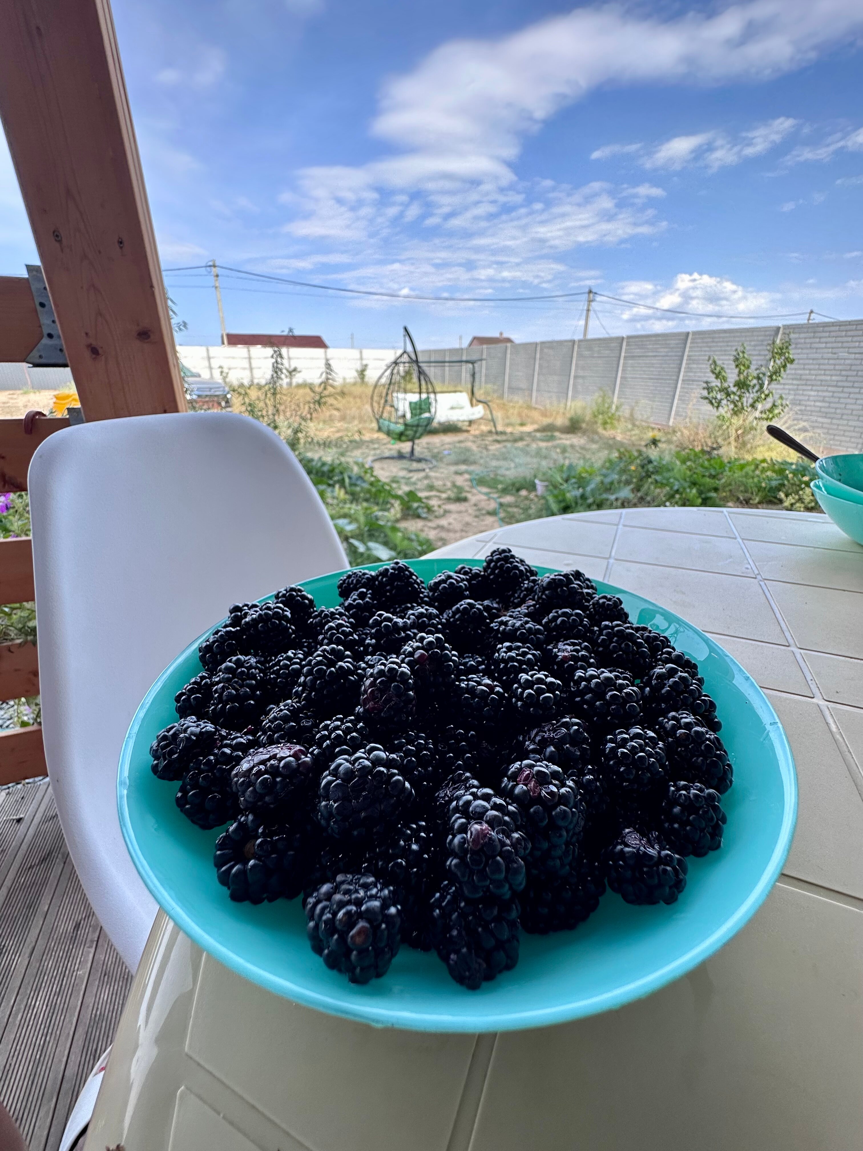 Фото Георгинн