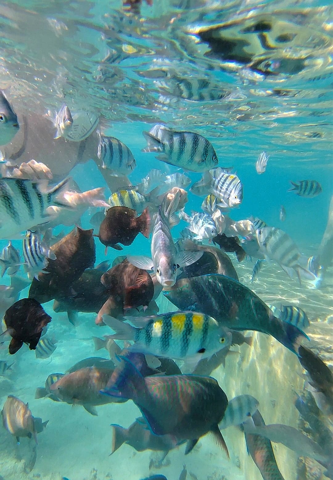 Фото Pyramisa Beach Resort Sahl Hasheesh