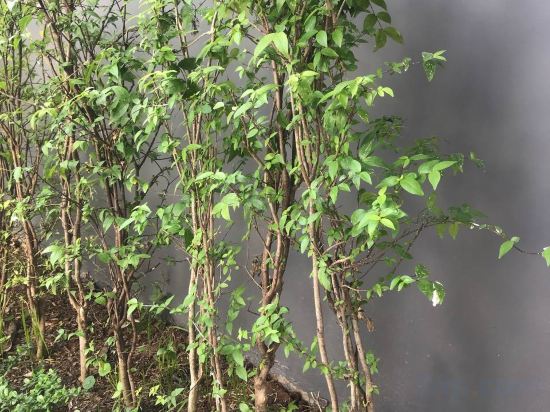 Фото Hotel Chom Chao City