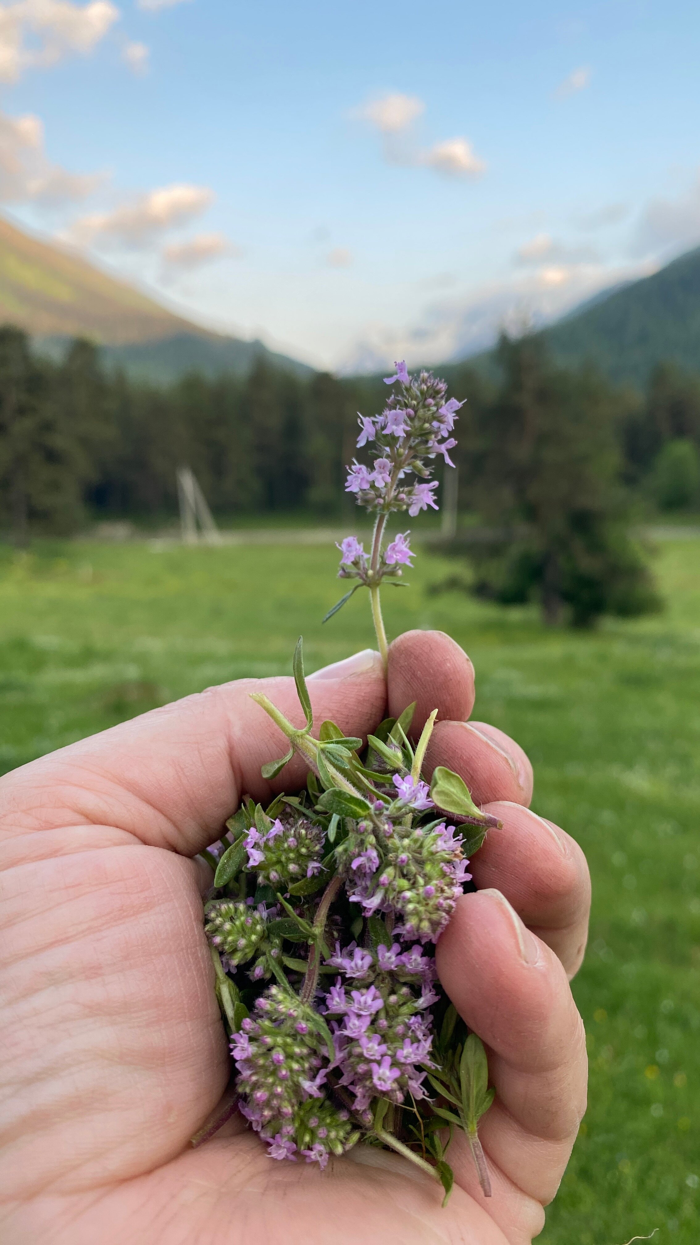 Фото Лесной кот