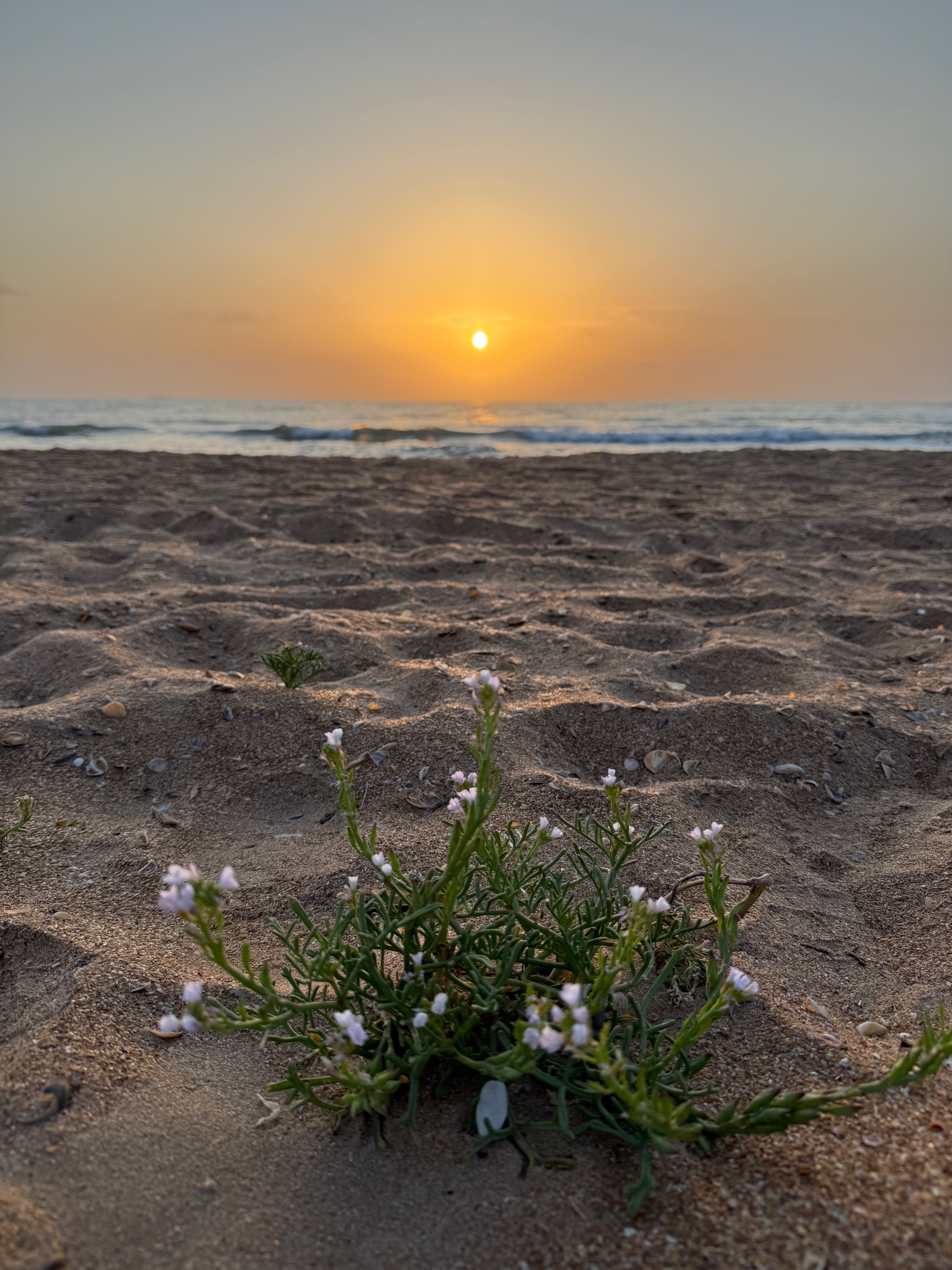 Фото Белый кит