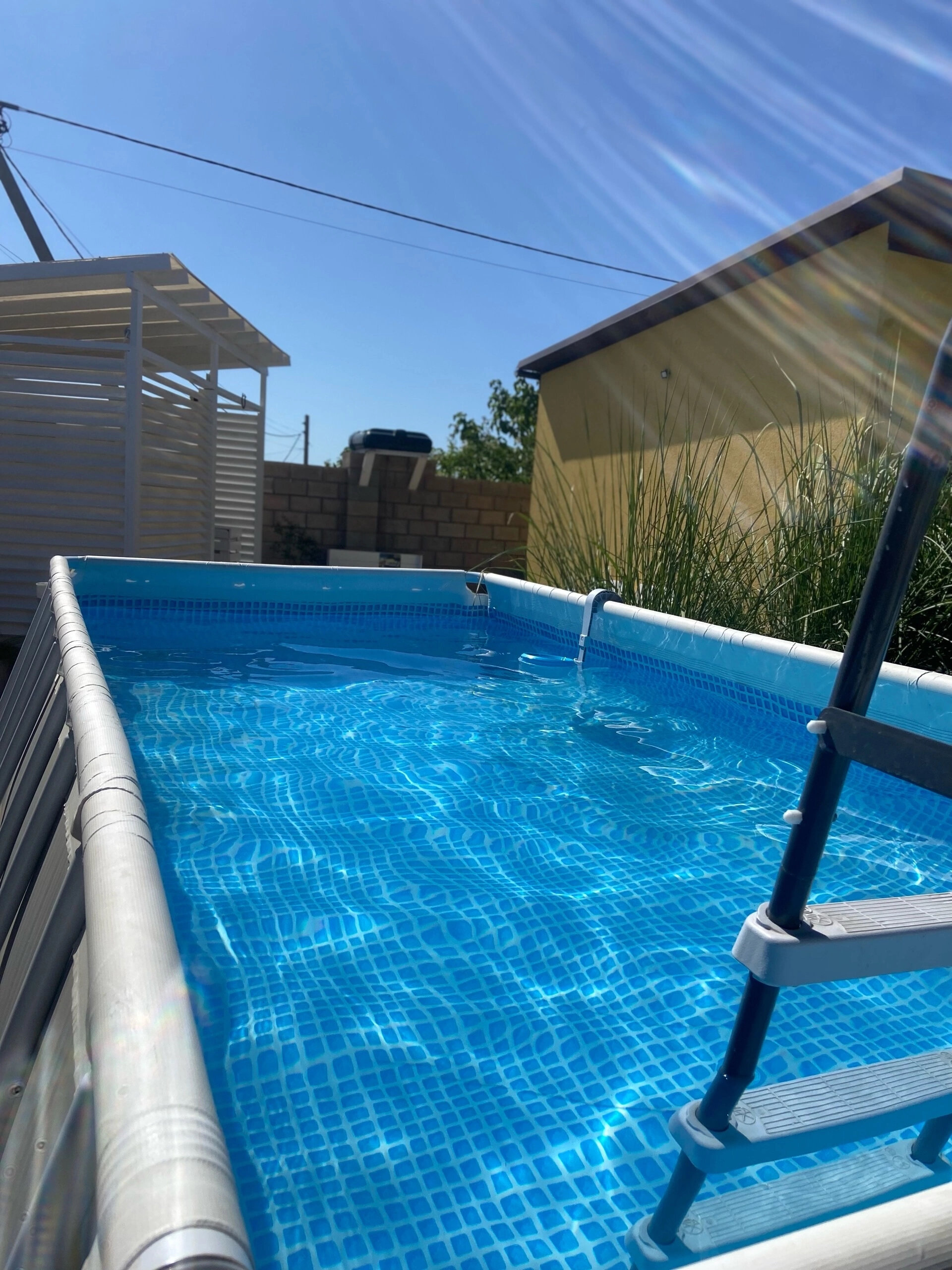 Фото Шафран