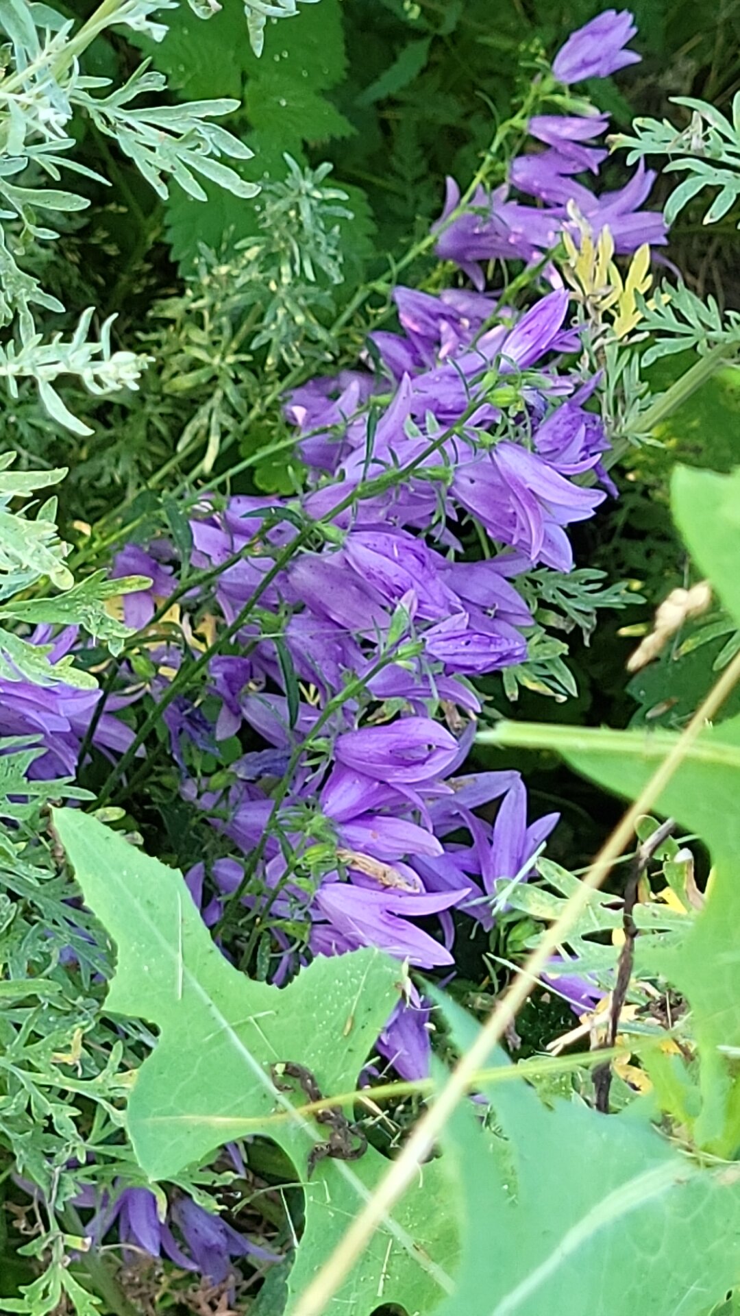 Фото Усадьба Малиновый родник