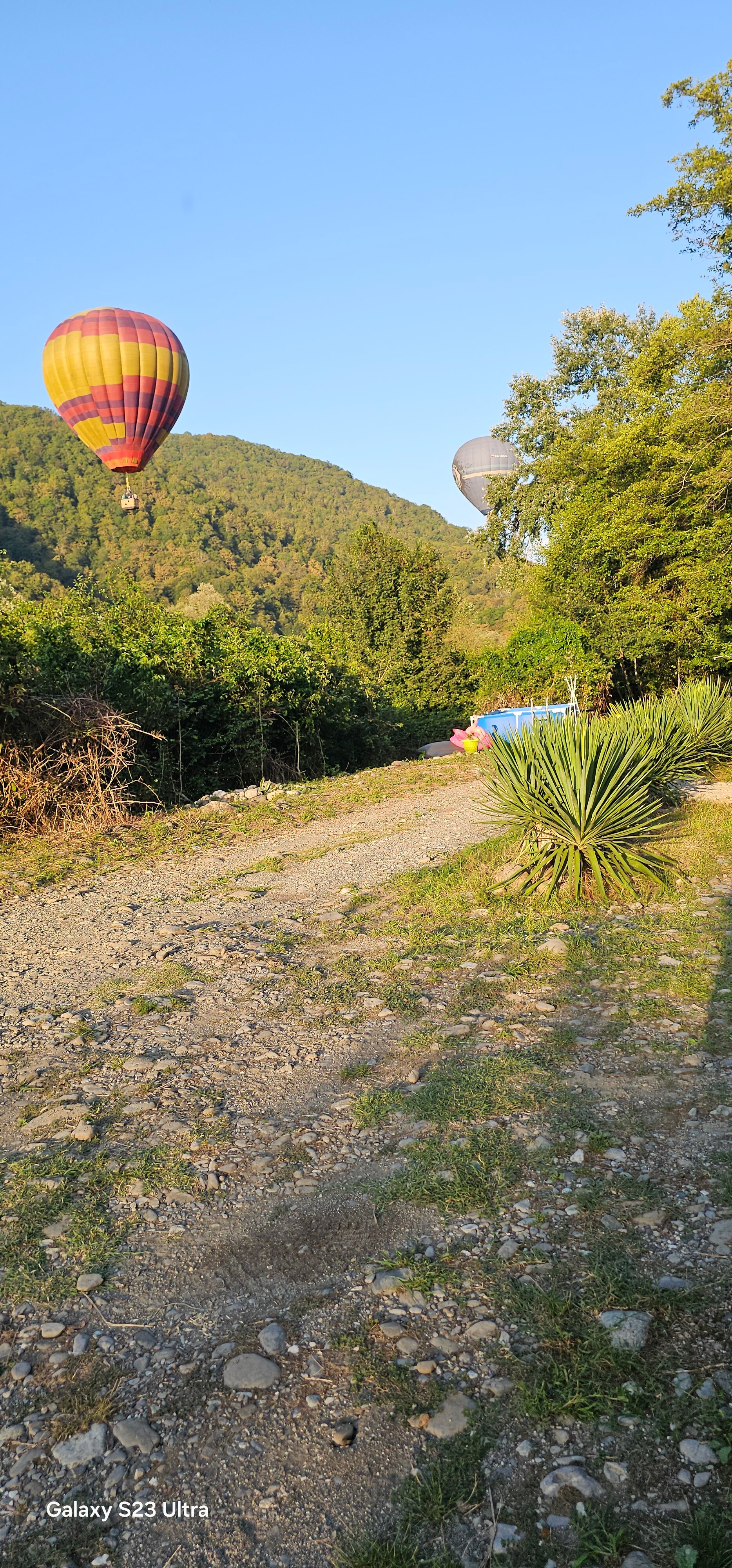 Фото Южный Вайб Древо