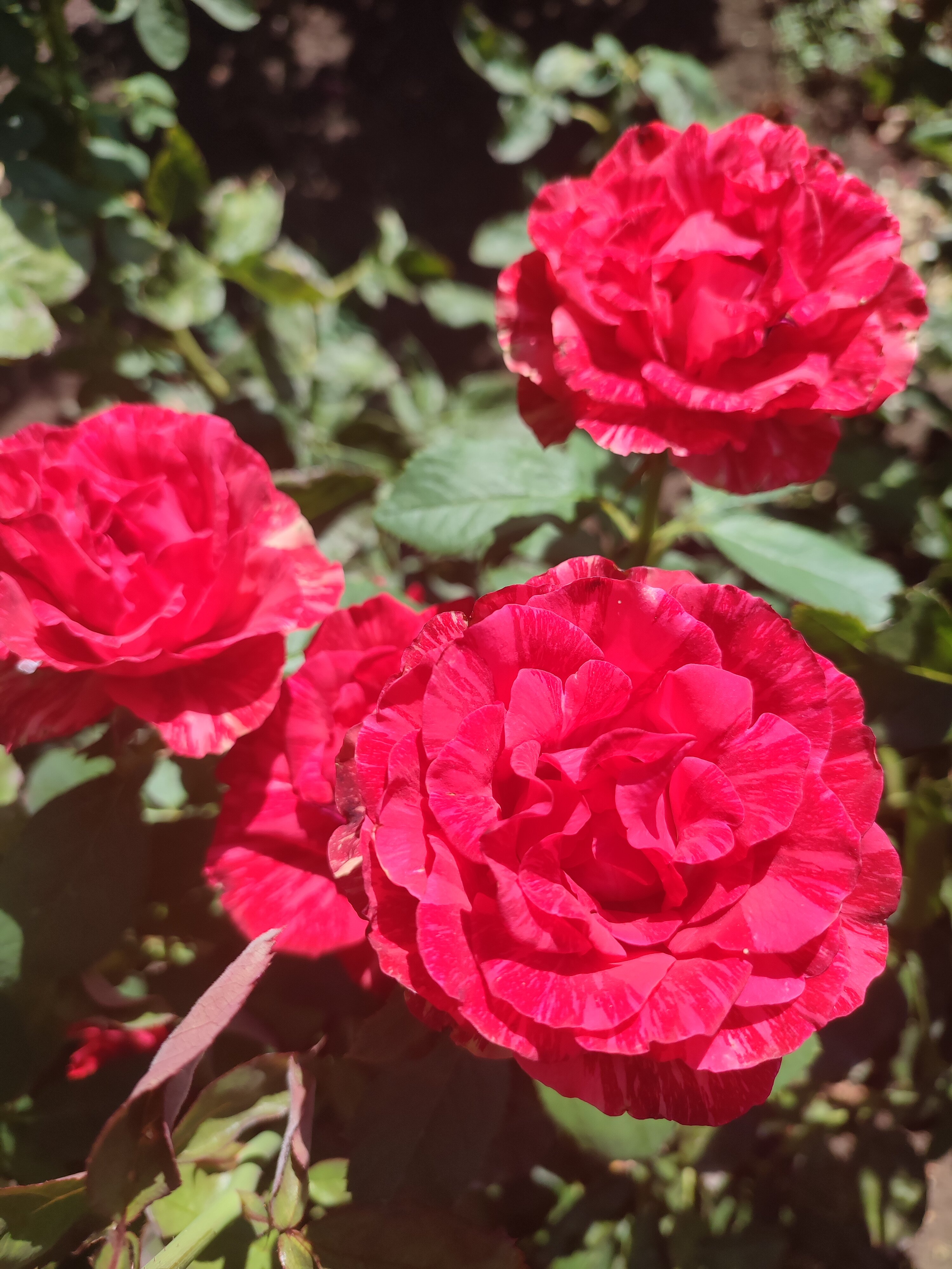 Фото Алмарис