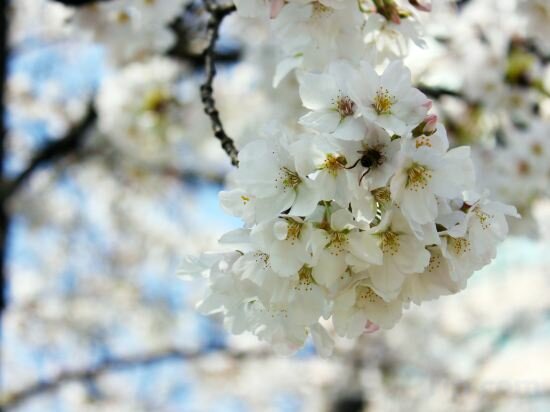 Фото 137427383647