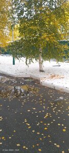 Березка