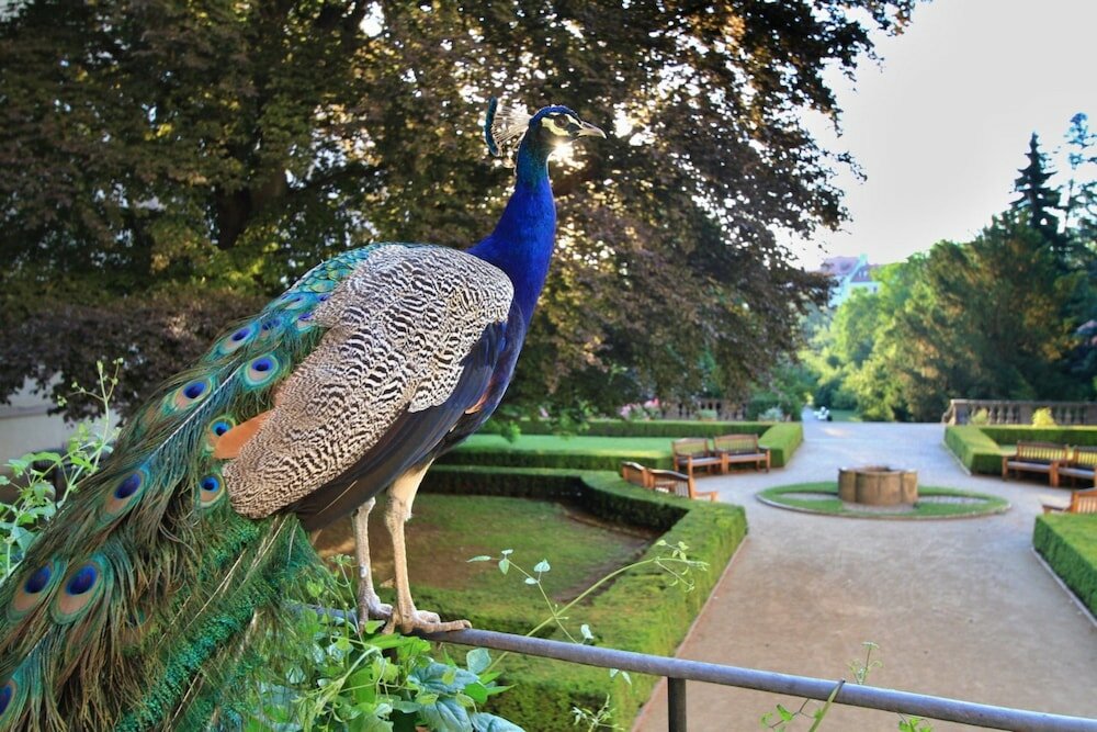 Фото Hotel U Páva