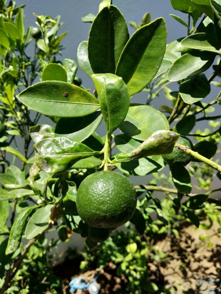 Фото Villa Kalachuchi B&b