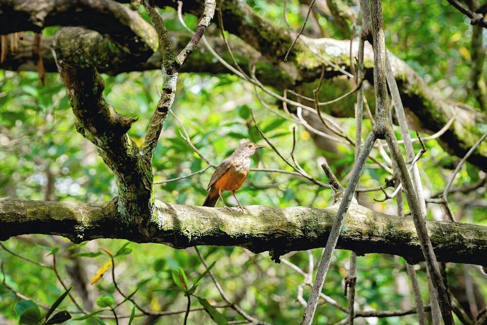 Фото Arraial do Sol Beach Hotel